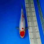 Kohaku ori