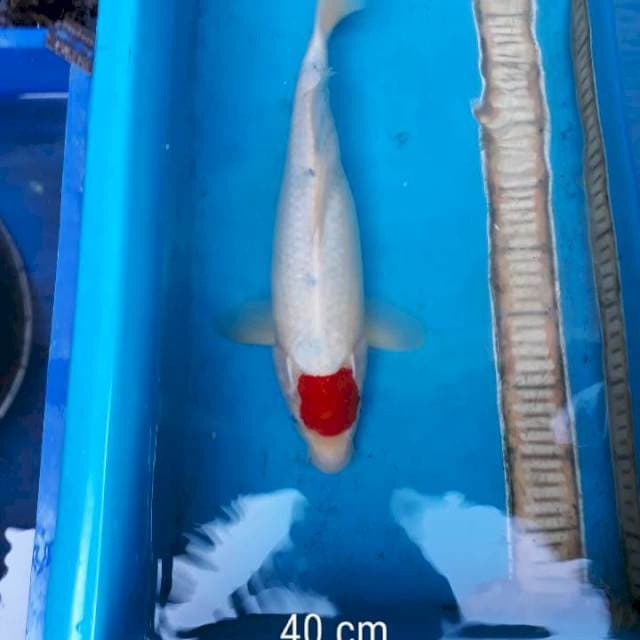 Tanco 40 cm