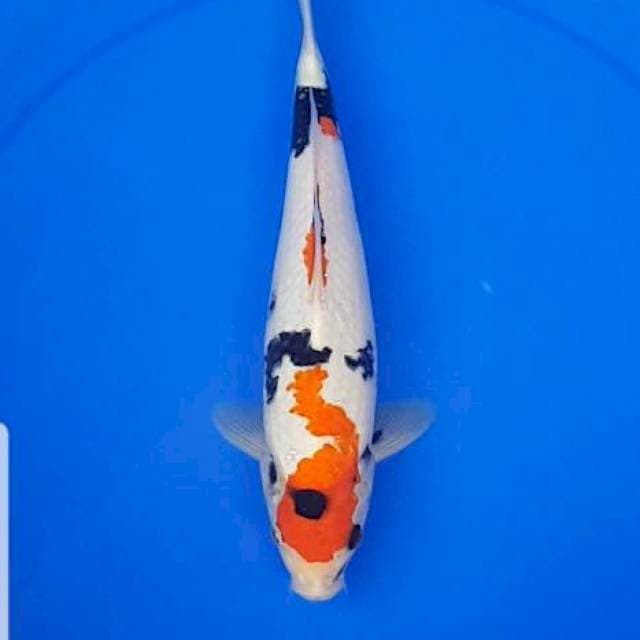 Showa 25cm