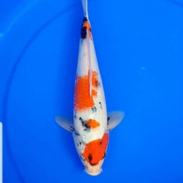 Showa 25cm