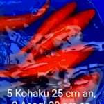 5 kohaku, 2 Asaghi
