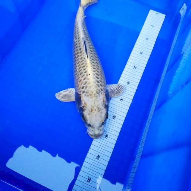 Mukasi 45cm Ori
