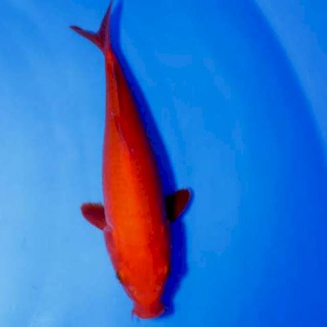 Benigoi Tembus 30cm