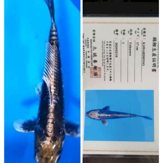 Kawarimono marusei