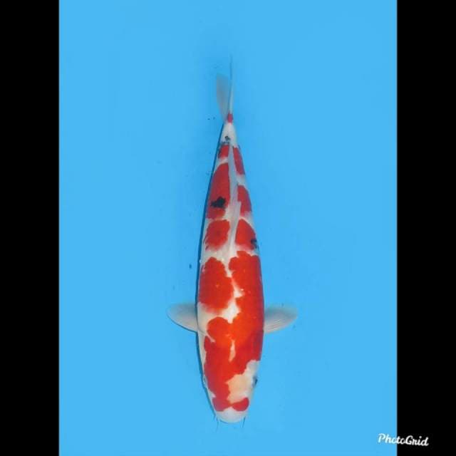 40cm , Red Taisho Sanke , Male 