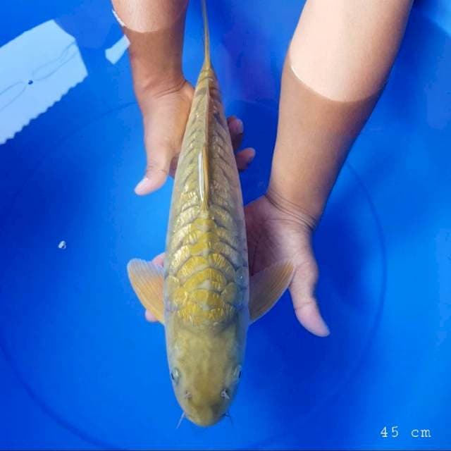 Cagoi aragoke ginrin 45 cm 