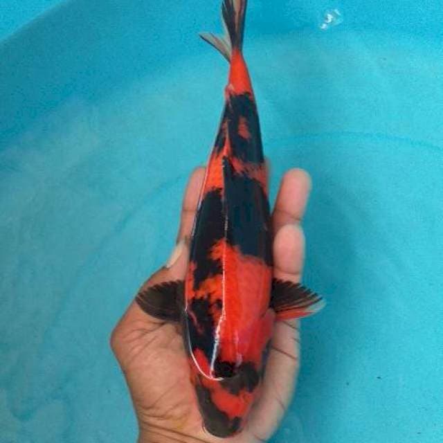 Hiu utshuri red