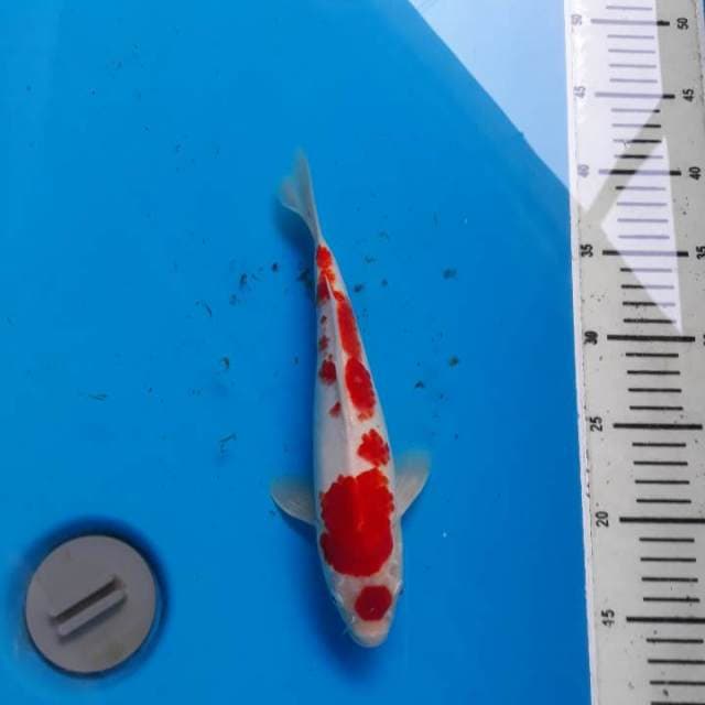 ORIGINAL MARUTEN KOHAKU RED