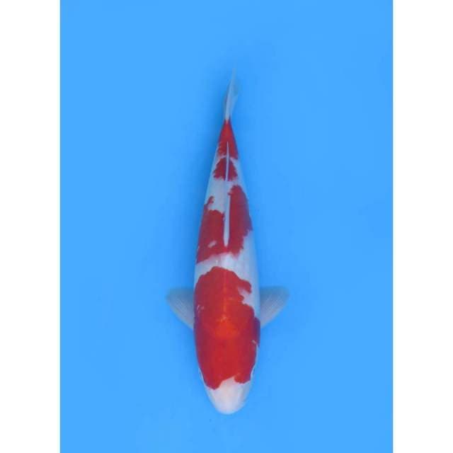 Red Kohaku F1 - 39cm Male