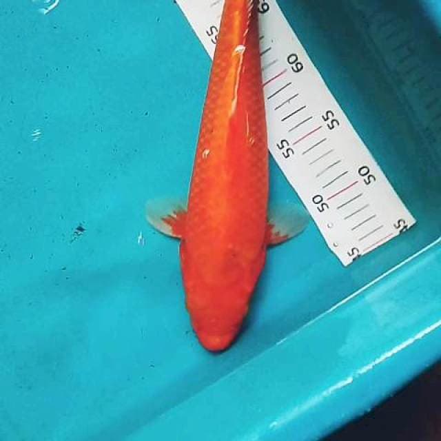 Aka hajiro 35cm