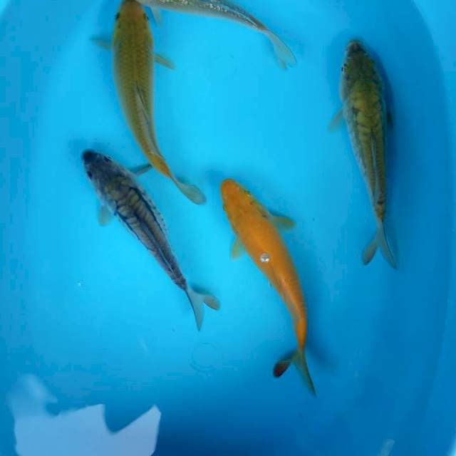 karasi.midori.caghoi