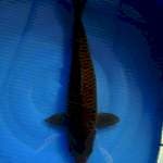 Jumbo Black chagoi 50CM