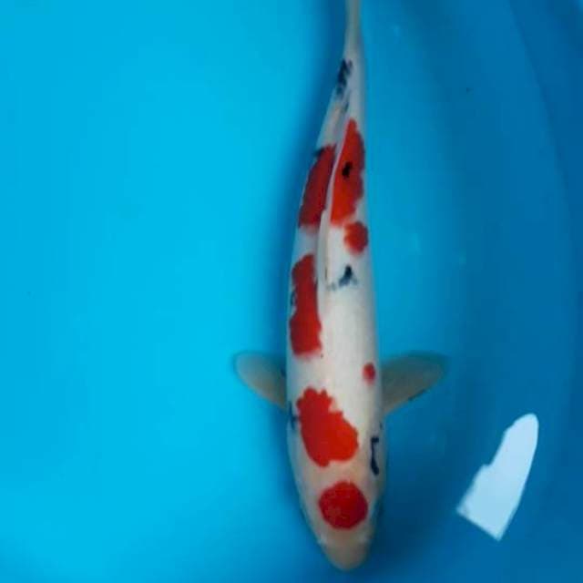 Maruten sanke 32 cm