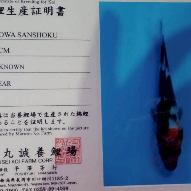 Showa marusei tosai
