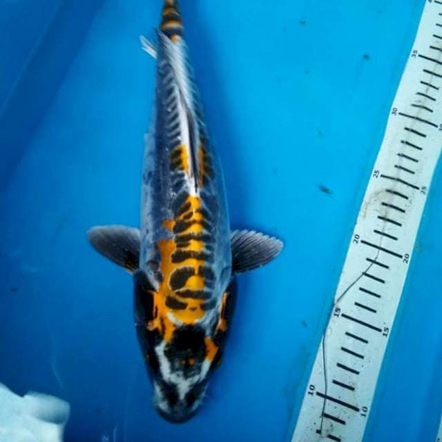 KIN KIKOKURYU 34 cm