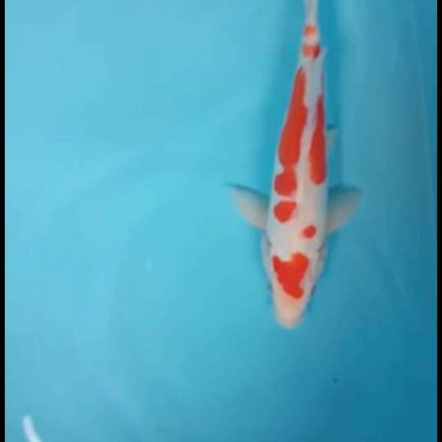 Kohaku 30 cm