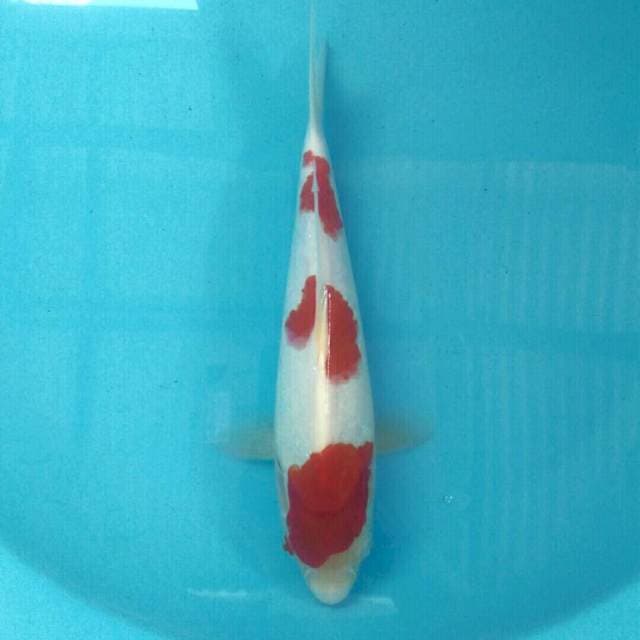 Kohaku, 30 cm