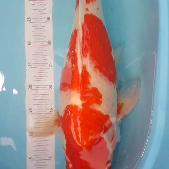 Kohaku Sakai 57cm non serti