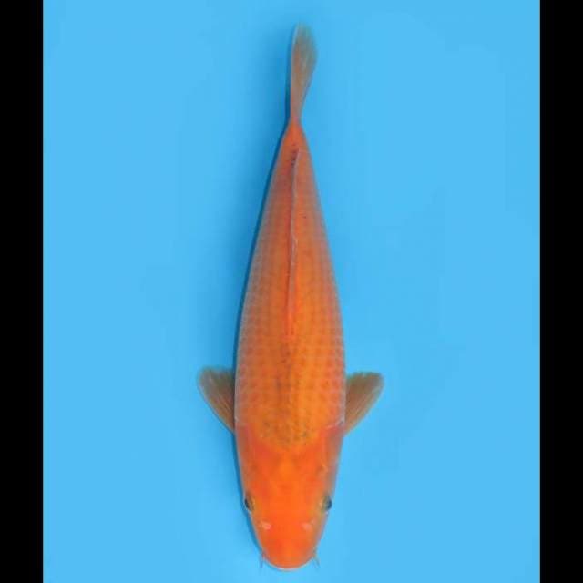 Good Body Red Chagoi - 32cm Female 