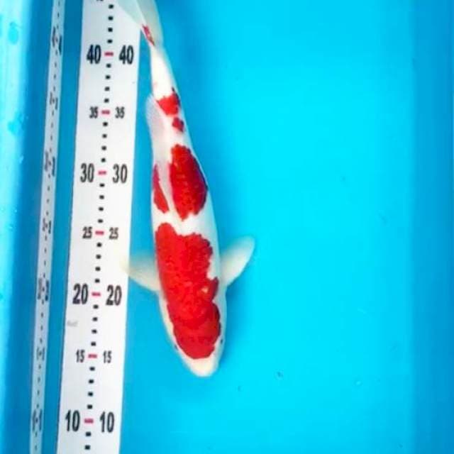 Kohaku Super Red HQ 30cm