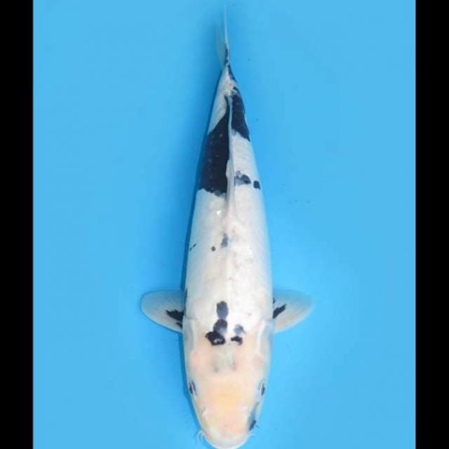 Jumbo Shiro Doitsu F1 - 47cm Male