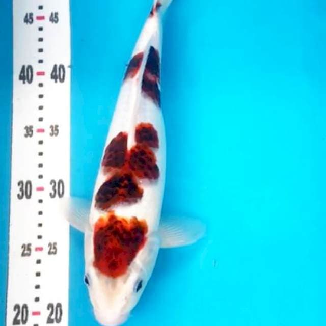 Budho Goromo 32cm