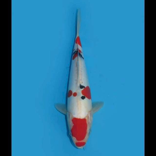 Kindai Doitsu - 23cm Male