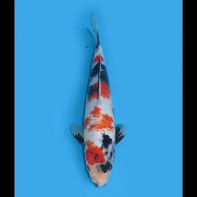 Kindai Showa Tosai - 32cm Male 