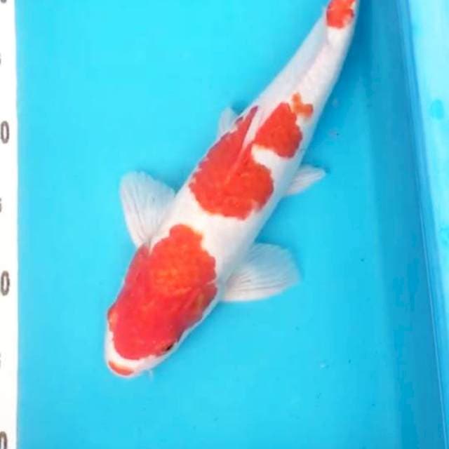 Kohaku 3 step ori 35cm