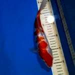 kohaku gindrin 26cm