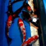 showa & kohaku 23-27 cm