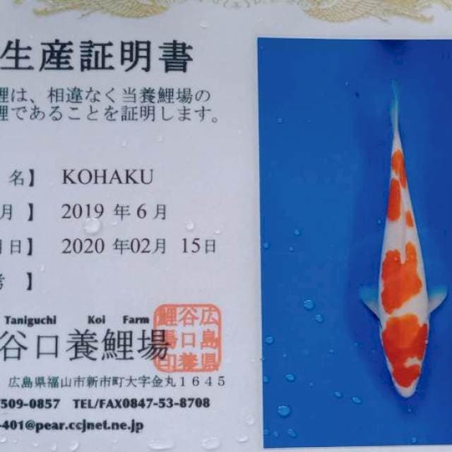 Kohaku import taniguchi farm