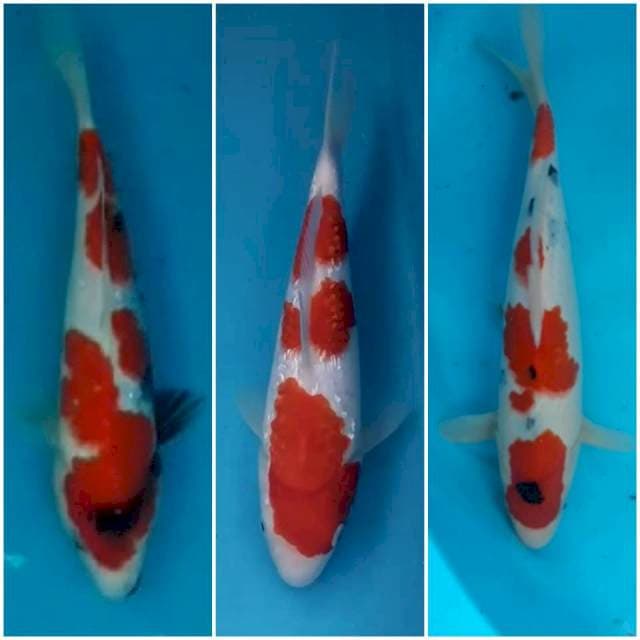 Mix 3 ekor 25-32 cm