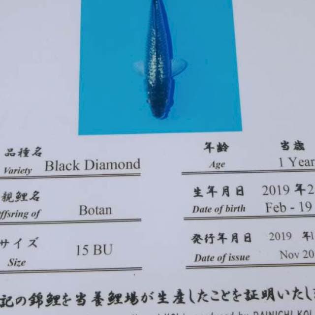 Black diamond dainichi botan