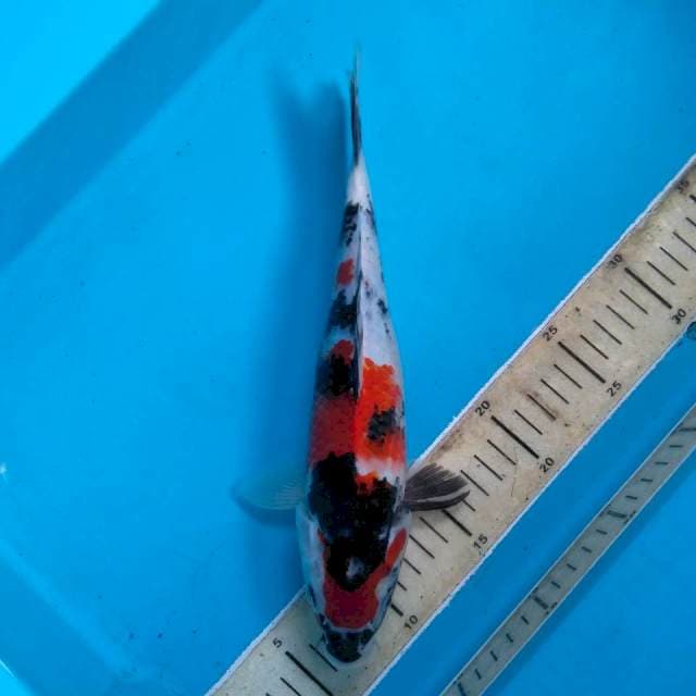 Showa 27cm