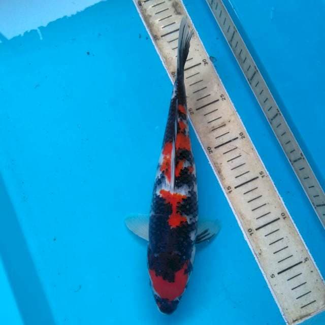 Showa Mantap 30cm