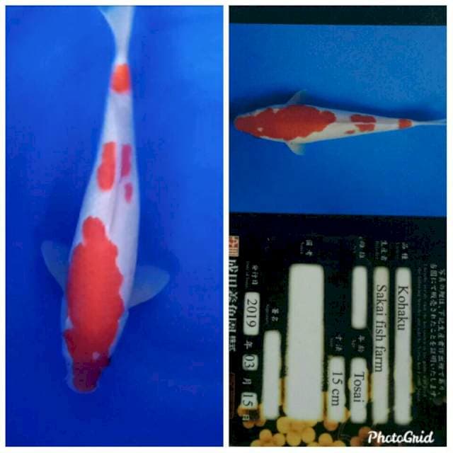 Kohaku import jumbo