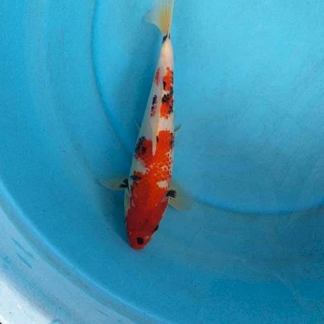 Showa kinday kanoko 5