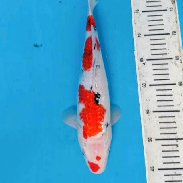 Ikan muda