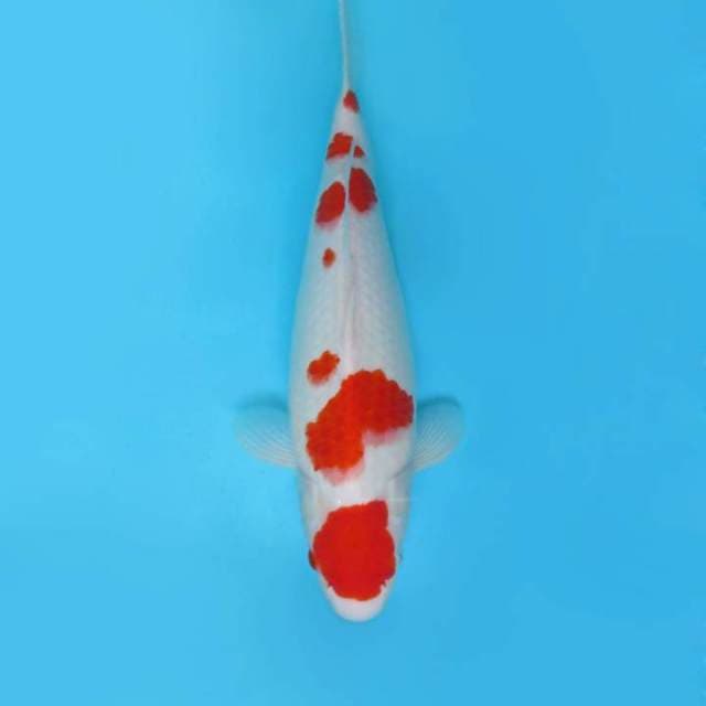 SANTANA 17 - Kohaku,-