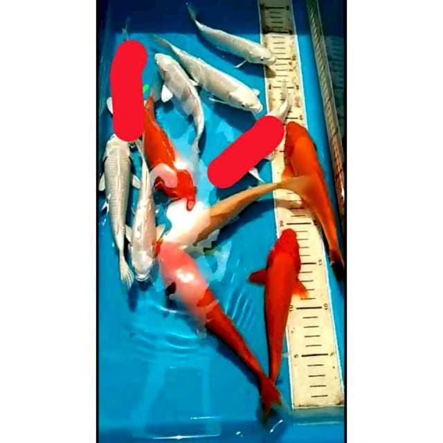 MIX 10 EKOR SZ 17-20-22-24 SISIK SEMUA