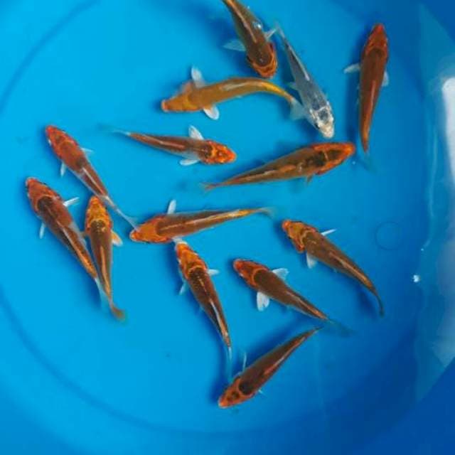 Cha-cha 11-13 cm