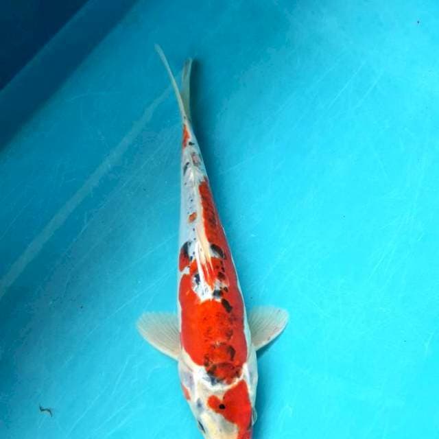 Gosiki doitsu merah merona