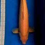 Karashi Import Marusei Serti