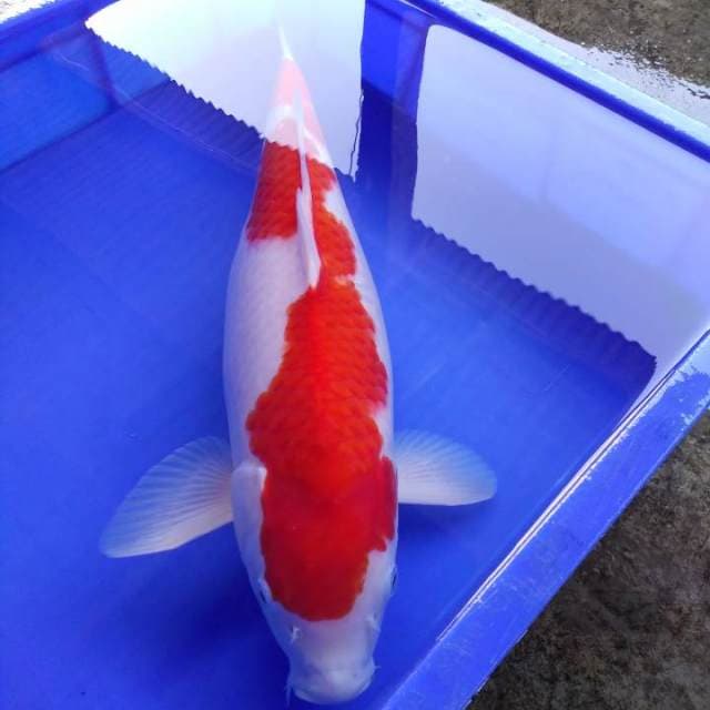 Kohaku premium 47bu