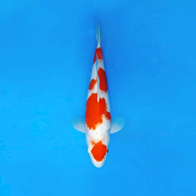 DOJO 16 - MARUTEN KOHAKU ®