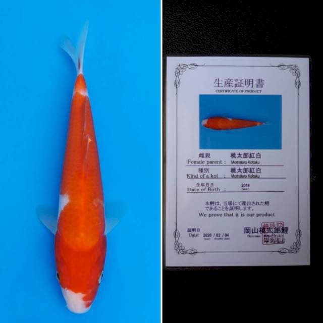 Momotaro kohaku 26cm serti