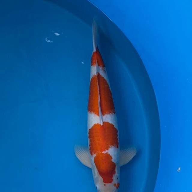 Kohaku Maruyama (No Serti)