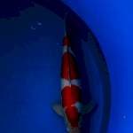 Kohaku Maruyama (No Serti)