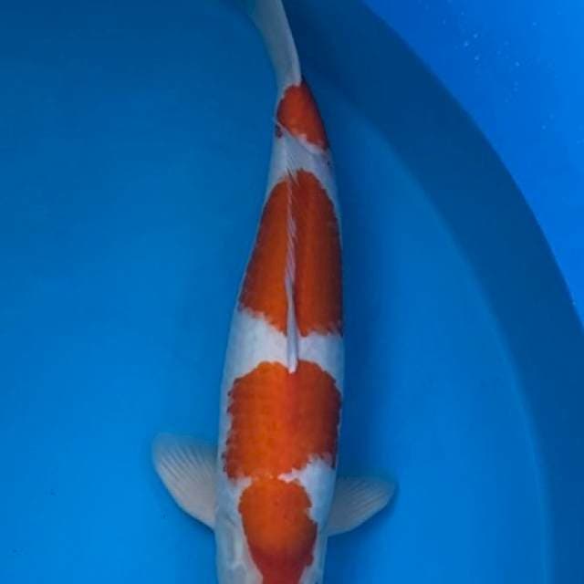 Kohaku Maruyama (No Serti)